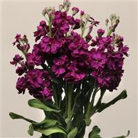Katz Purple Cutflower