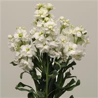 Katz White Cutflower