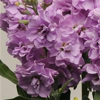 Katz Light Lavender Bloom