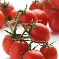 Tomato Topsy Tom Bloom