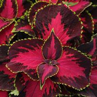 Coleus, Premium Sun Chocolate Covered Cherry Bloom