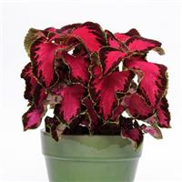 Coleus, Premium Sun Chocolate Covered Cherry Container