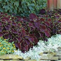Coleus, Premium Sun Chocolate Mint Commercial Landscape 2