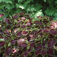 Coleus, Premium Sun Chocolate Mint Commercial Landscape 3