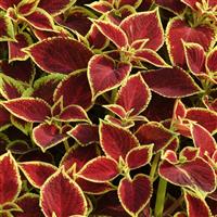 Coleus, Premium Sun Crimson Gold Bloom