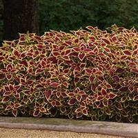 Coleus, Premium Sun Crimson Gold Commercial Landscape 1