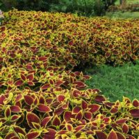Coleus, Premium Sun Crimson Gold Commercial Landscape 2