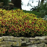 Coleus, Premium Sun Crimson Gold Commercial Landscape 3
