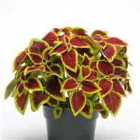 Coleus, Premium Sun Crimson Gold Container