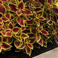 Coleus, Premium Sun Crimson Gold Landscape