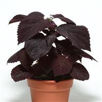Coleus, Premium Sun Dark Chocolate Container