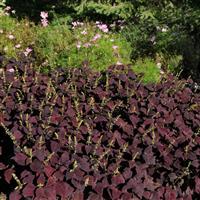 Coleus, Premium Sun Dark Chocolate Landscape