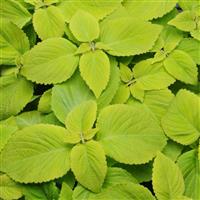 Coleus, Premium Sun Lime Delight Bloom
