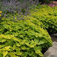 Coleus, Premium Sun Lime Delight Commercial Landscape 1