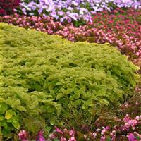 Coleus, Premium Sun Lime Delight Commercial Landscape 2