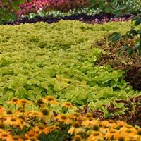 Coleus, Premium Sun Lime Delight Commercial Landscape 3