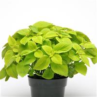 Coleus, Premium Sun Lime Delight Container