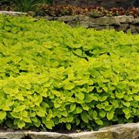 Coleus, Premium Sun Lime Delight Landscape