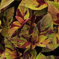 Coleus, Premium Sun Mighty Mosaic Bloom