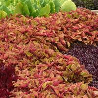 Coleus, Premium Sun Mighty Mosaic Commercial Landscape 1