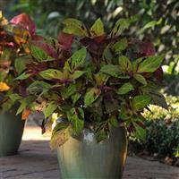 Coleus, Premium Sun Mighty Mosaic Container