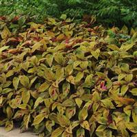 Coleus, Premium Sun Mighty Mosaic Landscape
