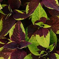 Coleus, Premium Sun Pineapple Surprise Bloom