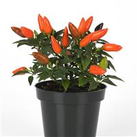 Acapulco XP™ Dark Orange Container