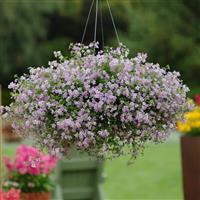 Bacopa Blutopia<sup>®</sup> Basket