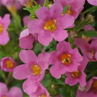 Bacopa Pinktopia Bloom
