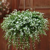Bacopa Snowtopia<sup>®</sup> Basket