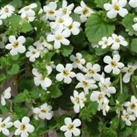 Bacopa Snowtopia<sup>®</sup> Bloom