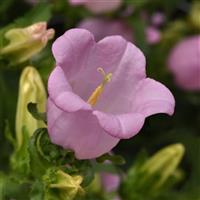 Campana Pink Bloom