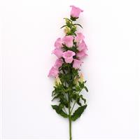 Campana Pink Single Stem, White Background