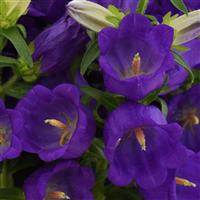 Campana Deep Blue Bloom