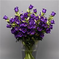 Campana Deep Blue Cutflower