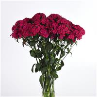 Amazon™ Neon Cherry Mono Vase, White Background