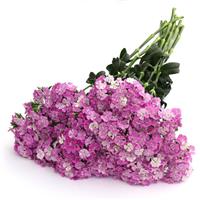 Amazon™ Lavender Magic Grower Bunch
