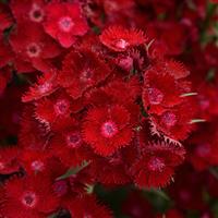 Rockin'™ Red Bloom