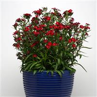 Rockin'™ Red Container