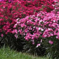 Rockin'™ Pink Magic Landscape