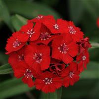 Sweet™ Scarlet Bloom