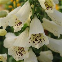 Dalmatian Crème Bloom