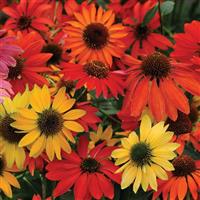 Echinacea Cheyenne Spirit Bloom