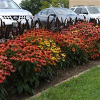Echinacea Cheyenne Spirit Commercial Landscape 1
