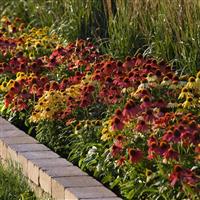 Echinacea Cheyenne Spirit Commercial Landscape 2