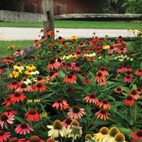Echinacea Cheyenne Spirit Commercial Landscape 3