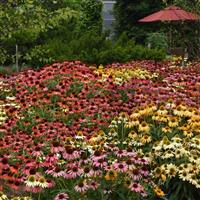 Echinacea Cheyenne Spirit Commercial Landscape 4