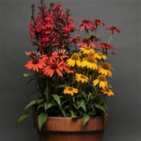 Echinacea Cheyenne Spirit Container