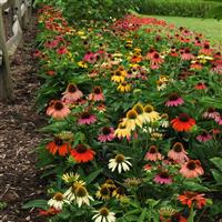 Echinacea Cheyenne Spirit Landscape